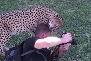驚悚畫面曝光！攝影師突遭獵豹咬頭　下秒劇情神反轉
