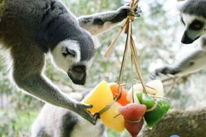 猴子吃水果冰粽過端午六福村保育員創意巧思