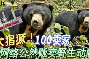 太猖獗！100賣家網路公然販賣野生動物