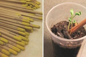 「環保鉛筆」用完直接插土裡　幾天後就會「發芽」長出番茄、向日葵