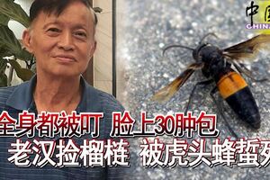 全身都被叮臉上30腫包老漢撿榴槤被虎頭蜂蜇死