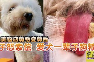 寵物美容店剪毛變剪舌，男子怒索償！「獅子大開口」愛犬一輩子狗糧費6萬6000令吉