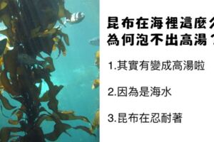 昆布在海裡這麼久為何不會泡出高湯？令人意想不到的答案讓網友笑歪了！