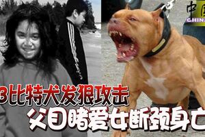 3比特犬發狠攻擊父目睹愛女斷頸身亡