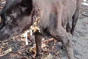 流浪犬頸破洞食物流出 好心郵差通報急救狗