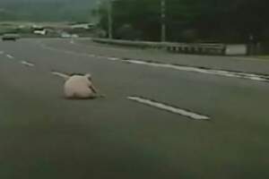 降肉！國3南投段豬隻掉落*遭卡車撞受傷哀號