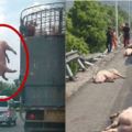 屠宰車上的大胖豬「不甘受死」竟在國道上跳車求生！沒想到最後，竟讓大家都看傻眼了....（視頻）