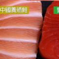 四成「野生鮭」都是「黑心中國鮭」！買鮭魚必學「兩大技巧」以免吃進大量色素、抗生素！