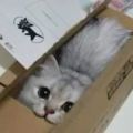 沒有鑽不進的盒子，只有不努力鑽的貓咪！