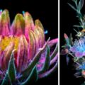 30張「花朵在鏡頭裡變得閃閃發光」的奇幻照片，長這樣的植物模樣從來沒看過！