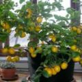 只需跟著這5個「超簡單又不必動腦」的步驟，你就能輕松在家成功種出檸檬樹！