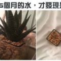 27張不管看幾次「都會害人笑得像瘋子一樣」的超有爆點畫面。