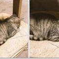 網友回家發現貓皇一臉落寞怎麼都不理自己，細想之下才意識到自己犯下了「不可饒恕的大錯」！