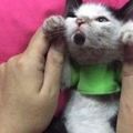 網友救助了一隻小貓……還沒來得及做隔離，家裡的大貓看見後……