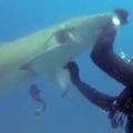 潛水員在海裡遇到「母鯊游過來求助」，幫拔掉異物後…沒想到對方的「道謝動作」好萌翻！