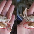 超惡心！遇到這麼「肥」的螃蟹，還是別吃了！真相你一定不會想知道……
