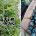 這種草治風濕性關節炎，偏頭痛效果很不錯