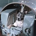 「第一個飛上太空的生命」竟是一隻流浪狗！牠的超悲慘結局「被政府隱藏了45年！...」