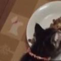 貓咪趴在碗邊一動不動，主人以為它被噎住，走近一看差點笑噴~