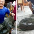 【視頻】台中男子捕到「大尾鱸鰻」重達23公斤，有人開價25萬收購「他卻因為一個理由」選擇放生！