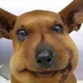 讓人哭笑不得！你知道家裡的狗狗吃了蜜蜂之後是怎樣的表情嗎？