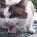 貓咪因打架被打斷牙齒後抑鬱了，主人決定給貓咪鑲個霸氣的金牙！