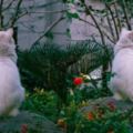 大白貓端坐看著遠方許久貌似有心事，呼喚一聲回頭，瞬間被轉過來的美貌征服！