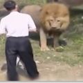 男子失足掉進獅園，獅子對他發起攻擊，他的舉動竟嚇退兩頭獅子!