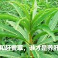 蒲公英和趕黃草，誰才是養肝「神草」？食用分別有什麼禁忌？