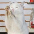 白貓被超市店主收養後，見到顧客就彎腰鞠躬，這才叫招財貓！
