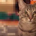 收養了一隻流浪貓，發現它的坐姿很奇特，網友：這是成精了！