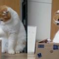 你到底是誰！主子猛按存錢筒，90度歪頭看「小偷貓」