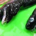 台東漁民捕獲「外星怪魚」　全球僅3處有