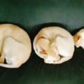 2狗1貓冬天睡覺姿勢神同步：復制粘貼再等比例縮小！