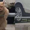 網友遇到貓咪趴在路邊休息，走近看到它的姿勢後，憋不住要笑了！