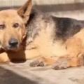 汶川地震英雄搜救犬：「英雄暮年」，讓人心疼