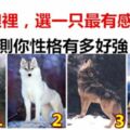 4隻狼裡，選一隻最有感覺的，測你性格有多好強