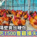 雞農哭了！除夕夜隔壁爽放鞭炮嚇死1500隻雞損失30萬