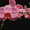 趣味測試：哪一朵蝴蝶蘭最嬌豔？測你今年什麼運氣最旺！
