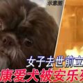 女子去世前立遺囑，要健康愛犬陪葬引起民憤