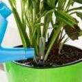 盆栽花卉該如何正確施肥？掌握不好方法和用量，很容易引起肥害