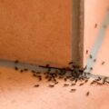 家裡發現螞蟻怎麼辦？不用擔心，教你一招，不用滅蟲劑消滅螞蟻