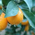 秋冬換季吃金橘，加上冰糖一起熬可以止咳？闢謠：沒有明顯幫助
