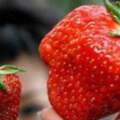 畸形、空心、個大的草莓是「激素草莓」？真正不能吃的，是爛草莓