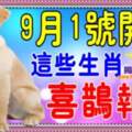 9月1號開始喜鵲報喜的生肖