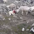 牧羊犬用生命抵擋狼群進攻，小羊溫順反應超有愛：謝謝你保護我們