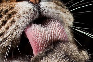 原來貓咪是因為舌頭上有這些「倒刺」舔人才那麼痛，知道它的神奇功用後我無法不愛它啊！
