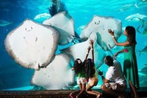 沒看過這些水族館，你絕不知海底世界能如此震撼！