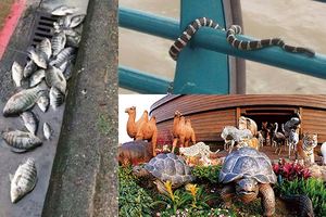 大雨過後，路旁驚見魚群、雨傘節：這根本比退潮撿魚還猛