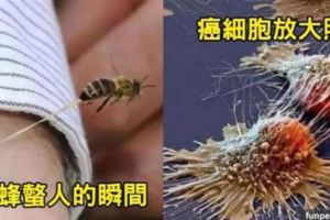 8張讓你發現「你沒有真正看過這世界」的罕見照。#5海星「吞掉一整隻魚」的畫面......異常殘忍啊